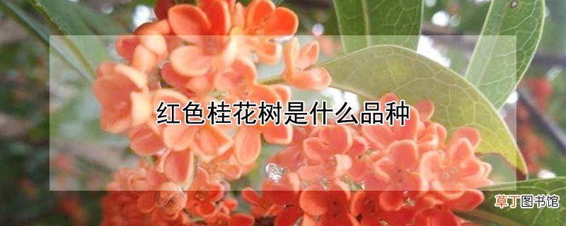 【桂花】红色桂花树是什么品种