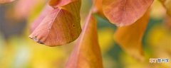 【养护方法】黄栌的盆栽养护方法
