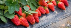 【植物】草莓为什么是被子植物