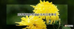 【花】四季菊花的养殖方法和注意事项