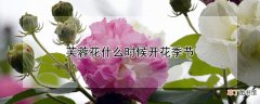 【花】芙蓉花什么时候开花季节