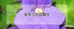 【花】紫罗兰怎么醒花