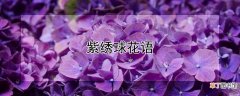 【绣球花】紫绣球花语