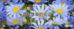 【花】蓝色雏菊的花语