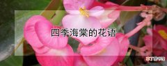 【花】四季海棠的花语