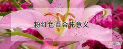 【百合】粉红色百合花意义