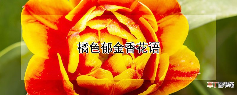 【香】橘色郁金香花语