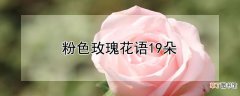 【玫瑰花】粉色玫瑰花语19朵