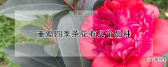 【茶花】重瓣四季茶花有几个品种