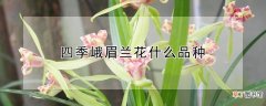 【花】四季峨眉兰花什么品种