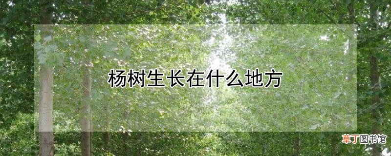 【树】杨树生长在什么地方