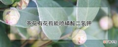 【茶花】茶花有花苞能喷磷酸二氢钾
