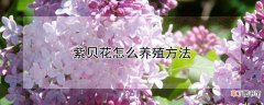 【养殖】紫贝花怎么养殖方法