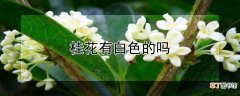【花】桂花有白色的吗