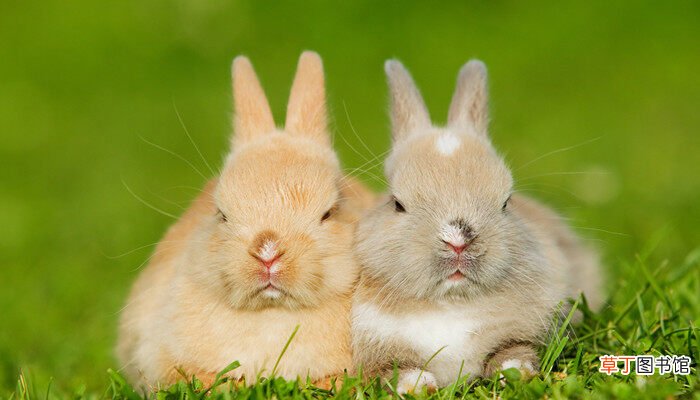【多】野兔养殖一亩地能养多少