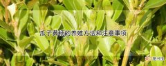 【黄杨】瓜子黄杨的养殖方法和注意事项