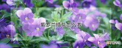 【花】紫罗兰插花怎么养