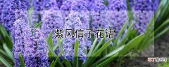 【花】紫风信子花语