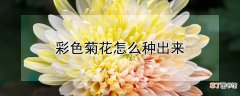 【菊花】彩色菊花怎么种出来