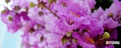 【寓意】紫薇花的寓意和象征意义