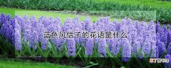 【花】蓝色风信子的花语是什么