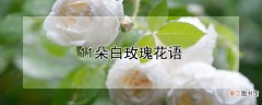【玫瑰】11朵白玫瑰花语