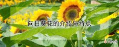 【花】向日葵花的介绍与特点