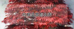 【盆景】红枫盆景怎么养