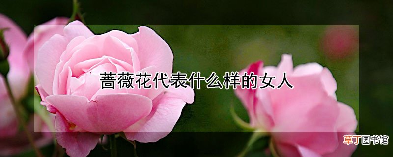 【花】蔷薇花代表什么样的女人