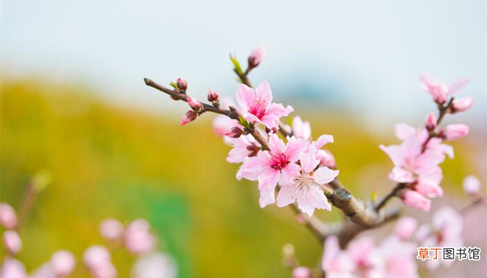 【开花】三月份有哪些花开花