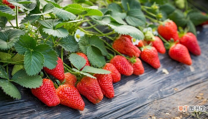 【种植】草莓种植过程