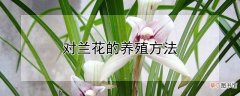 【花】对兰花的养殖方法