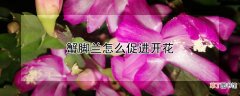【花】蟹脚兰怎么促进开花