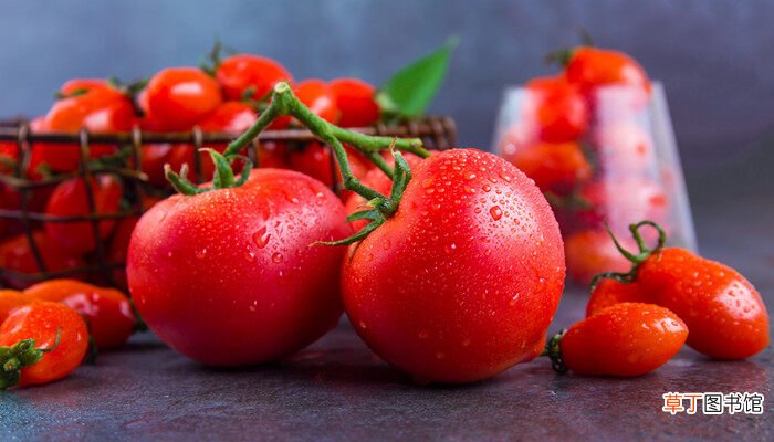 【柿子】西红柿为什么叫洋柿子