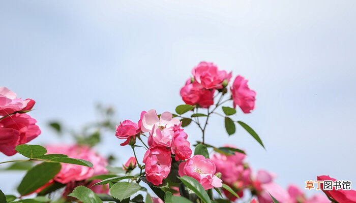 【花】北京市花是什么花