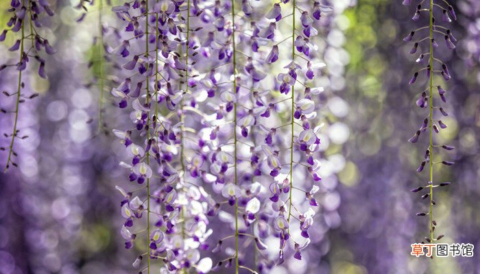 【月份】紫藤花几月份开花