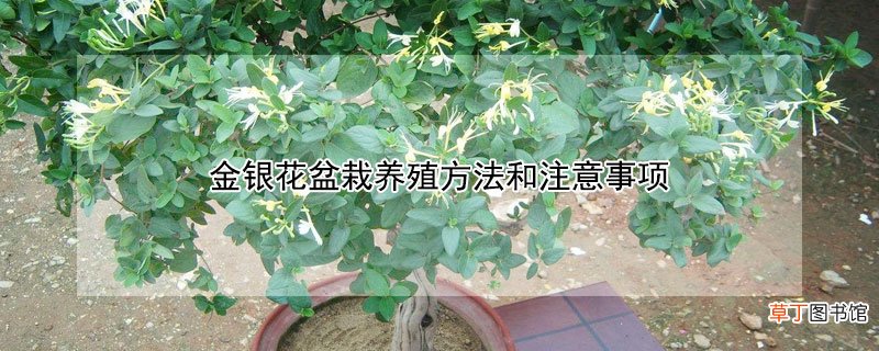 【花】金银花盆栽养殖方法和注意事项
