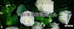 【玫瑰】19白玫瑰花语是什么