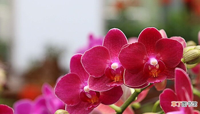 【兰花】紫罗兰花的花语是什么