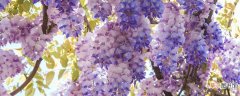 【开花】紫藤花什么时候开花