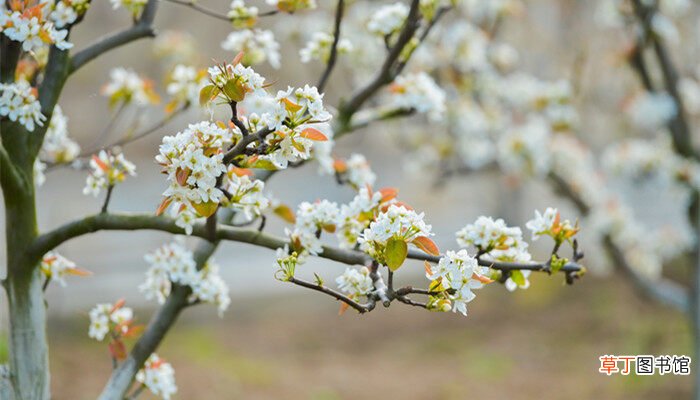 【多】梨树养多长时间会开花