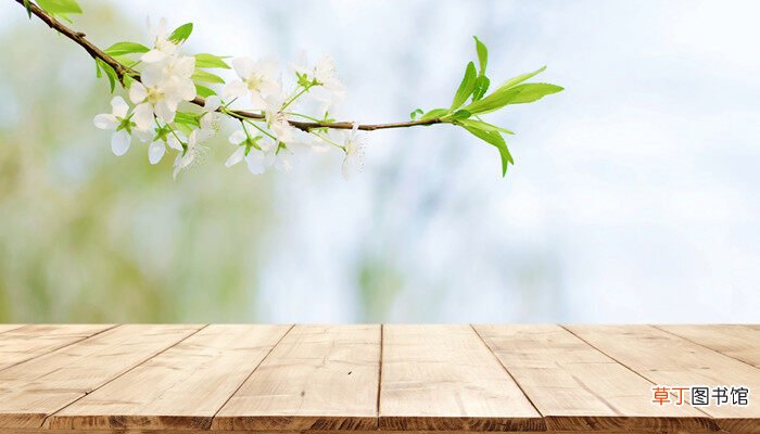 【多】梨树养多长时间会开花
