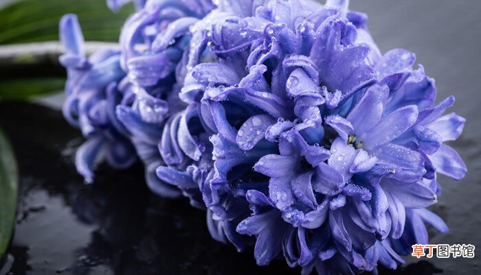 【紫色】风信子紫色花语是什么