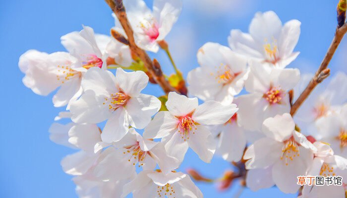 【花语】樱花的花语和寓意