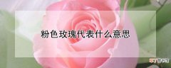 【玫瑰】粉色玫瑰代表什么意思