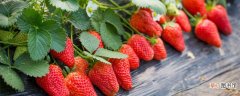 【草莓】几月份摘草莓
