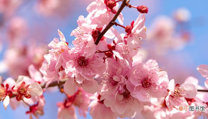 【石楠花】石楠花是武汉的市花吗