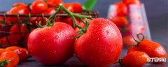 【西红柿】西红柿有碳水吗