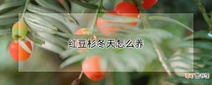 【冬天】红豆杉冬天怎么养