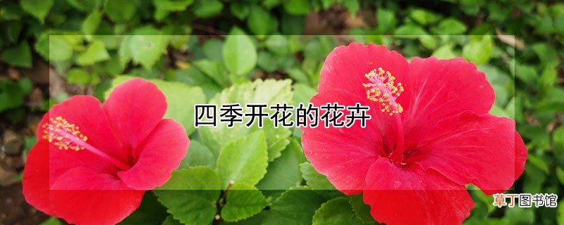 【花】四季开花的花卉